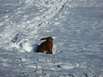 Hase im Schnee