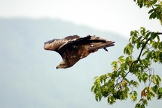Wanderfalke beim Start