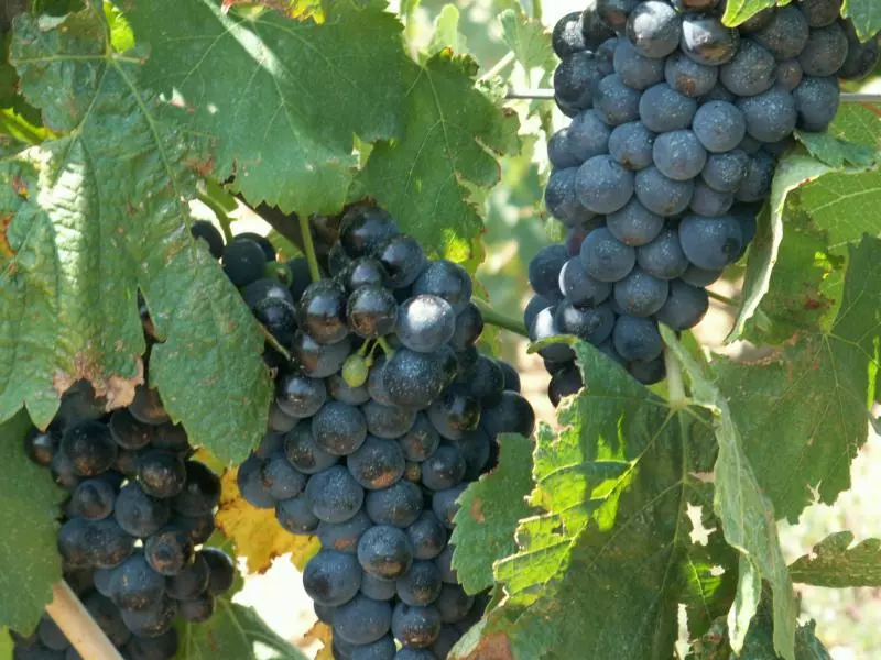 Wein