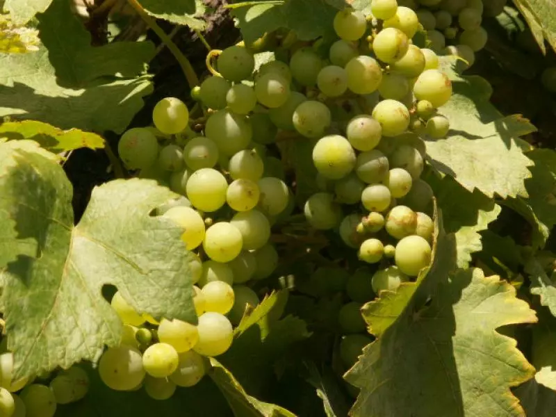 Wein aus Ligurien