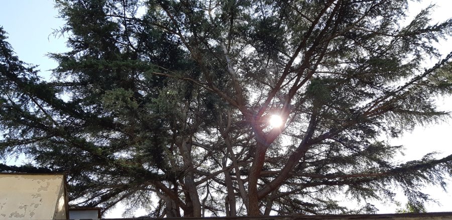 File:Cedro Himalaya Piano di Sorrento 1.jpg