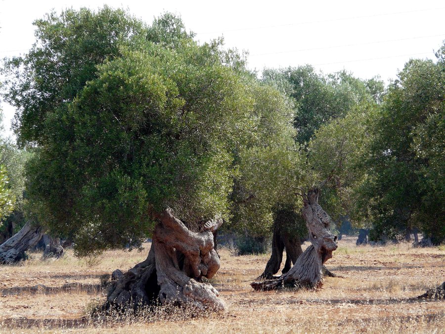 File:Puglia - Torre Santa Susanna - Contrada Paradiso- ulivi giganti secolari.jpg