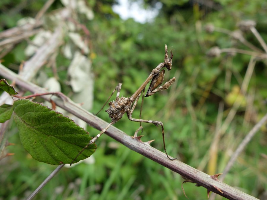 File:Empusa pennata Imola Bologna Italy 1.JPG