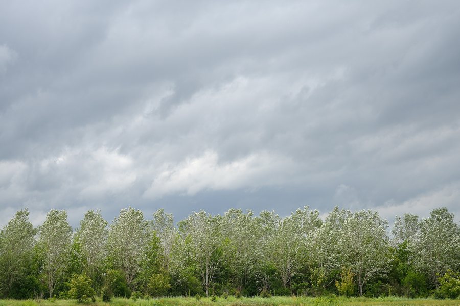 File:Trees - San Giovanni in Persiceto (BO) Italy - May 16, 2013 - panoramio.jpg