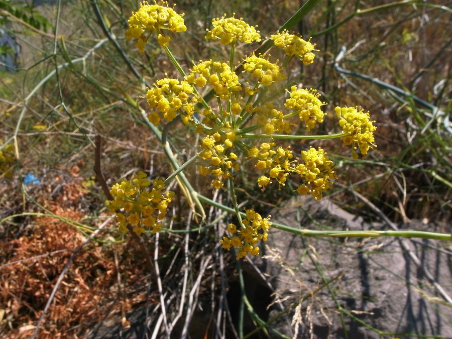 File:Foeniculum vulgare Sos Alinos Rural 16072014 40.437, 9.767.jpg