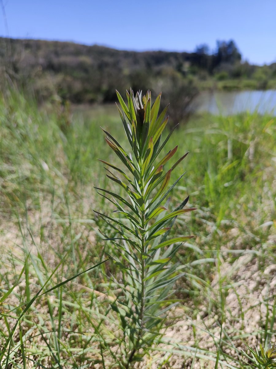 File:Linaria purpurea, Pontelatone, Caserta, Italy 1.jpg