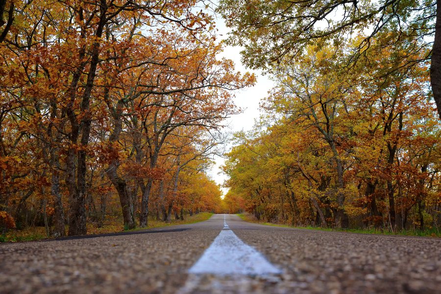 File:Autunno sulla strada di Salandra.jpg