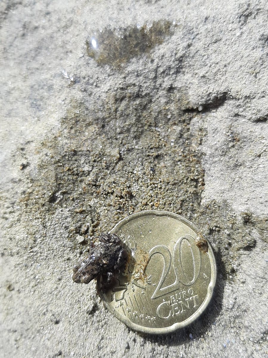 File:Undefined Frog in Campotosto Italy.jpg
