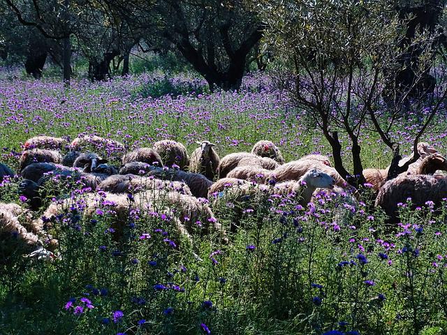 Schafe in Kalabrien